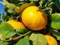Orange péi Réunion